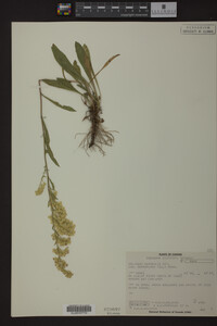 Solidago nemoralis image