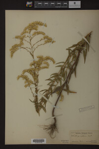 Solidago odora image