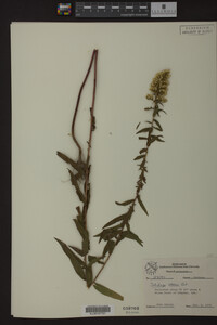 Solidago odora image