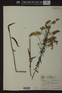 Solidago odora image