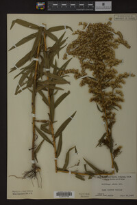 Solidago odora image