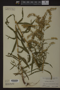 Solidago odora image