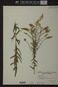 Solidago odora image