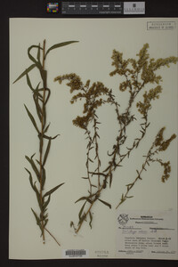 Solidago odora image