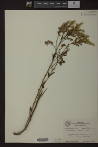 Solidago odora image