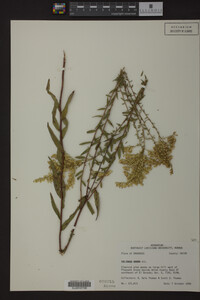Solidago odora image