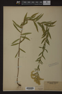 Solidago odora image