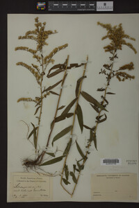 Solidago odora image