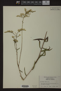Solidago odora image