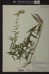 Solidago odora image