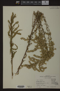 Solidago odora image