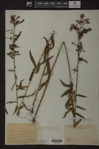 Solidago odora image