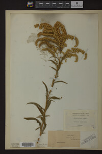 Solidago odora image