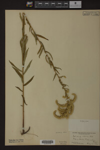 Solidago odora image