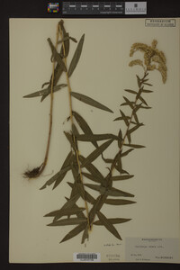 Solidago odora image