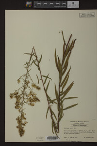 Solidago odora image