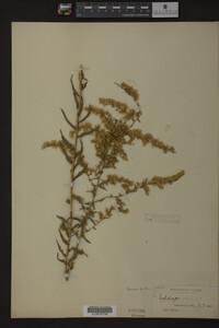 Solidago odora image