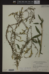Solidago odora image