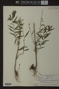 Solidago odora image