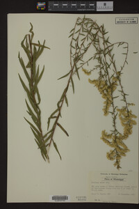 Solidago odora image