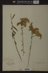 Solidago odora image