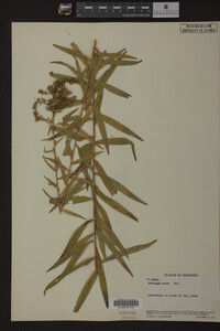 Solidago odora image