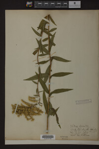 Solidago odora image