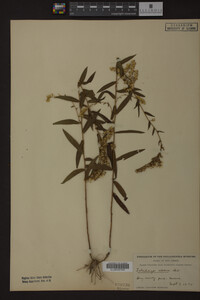 Solidago odora image