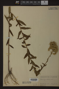 Solidago odora image