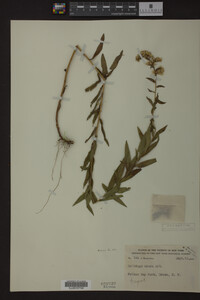 Solidago odora image