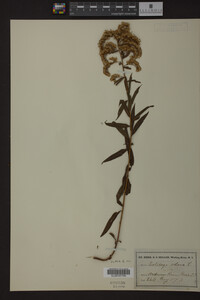 Solidago odora image