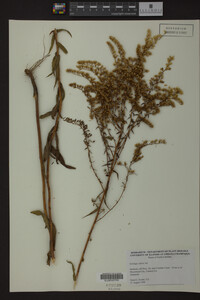 Solidago odora image