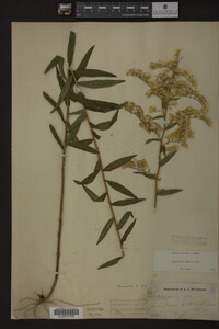 Solidago odora image