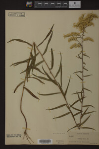 Media resource of Solidago odora