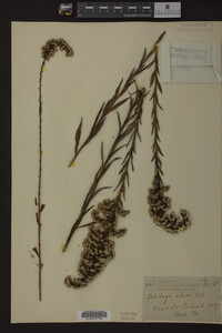 Solidago odora image