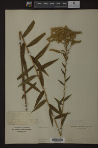Solidago odora image