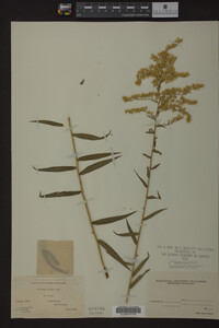 Solidago odora image