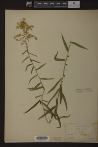 Solidago odora image