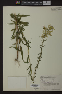Solidago odora image