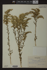 Solidago odora image