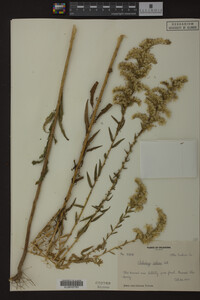 Solidago odora image