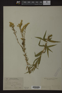 Solidago odora image