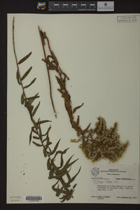 Solidago odora image