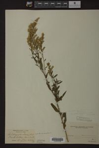 Solidago odora image