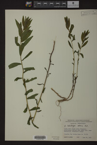 Solidago odora image