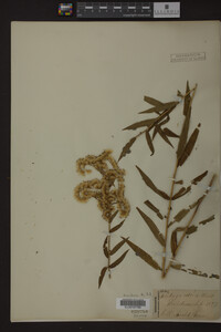 Solidago odora image