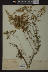 Solidago odora image