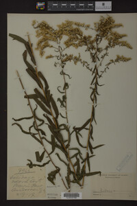 Solidago odora image