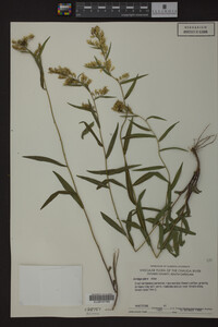 Solidago odora image