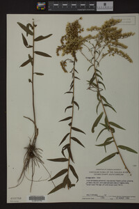 Solidago odora image